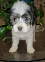 Max , a male Poodle - Toy  for sale in Moreno Valley, CA – 5 of 9