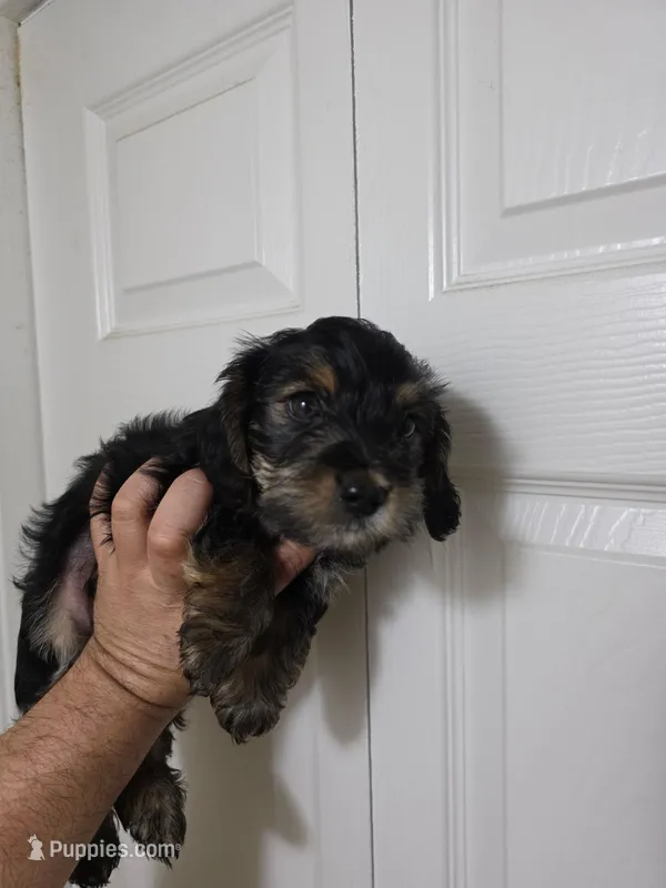 Lucky, a male Yorkipoo for sale in Garland, TX – Photo 1 of 1