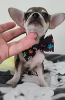 TEACUP JERRY, a male Chihuahua for sale in Dallas, TX – 6 of 8