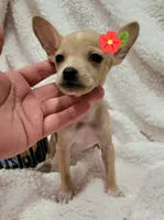 TEACUP MAGGIE , a female Chihuahua for sale in Los Angeles, CA – 2 of 3