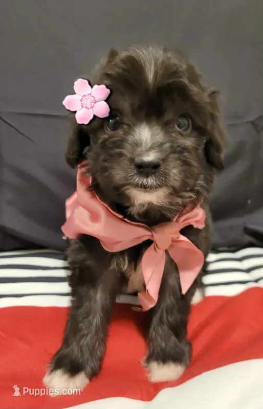 LEA  – Maltipoo puppy for sale in Fontana, CA