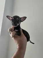 TAQUITO , a male Chihuahua for sale in Dallas, TX – 3 of 4