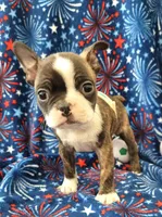 MUÑECO, a male Boston Terrier for sale in Dallas, TX – 6 of 7