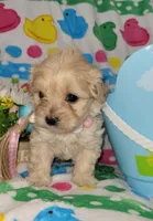PRINCESS, a female Poodle - Miniature  for sale in Dallas, TX – Photo 4 of 4