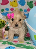 PRINCESS, a female Poodle - Miniature  for sale in Dallas, TX – Photo 2 of 4