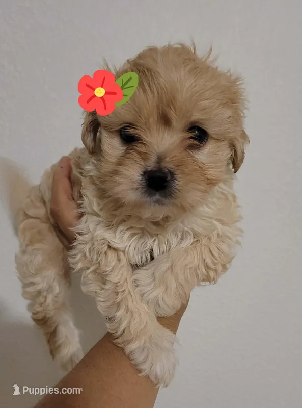 PRINCESS – Poodle - Miniature  puppy for sale in Dallas, TX