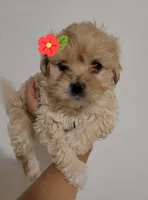 PRINCESS, a female Poodle - Miniature  for sale in Dallas, TX – Photo 1 of 4