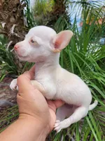 Bartolito, a male Chihuahua for sale in Fontana, CA – 4 of 4