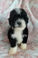 Winston, a male Poodle - Toy  for sale in Moreno Valley, CA – 2 of 5
