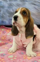Molly, a female Basset Hound for sale in Dallas, TX – 4 of 6