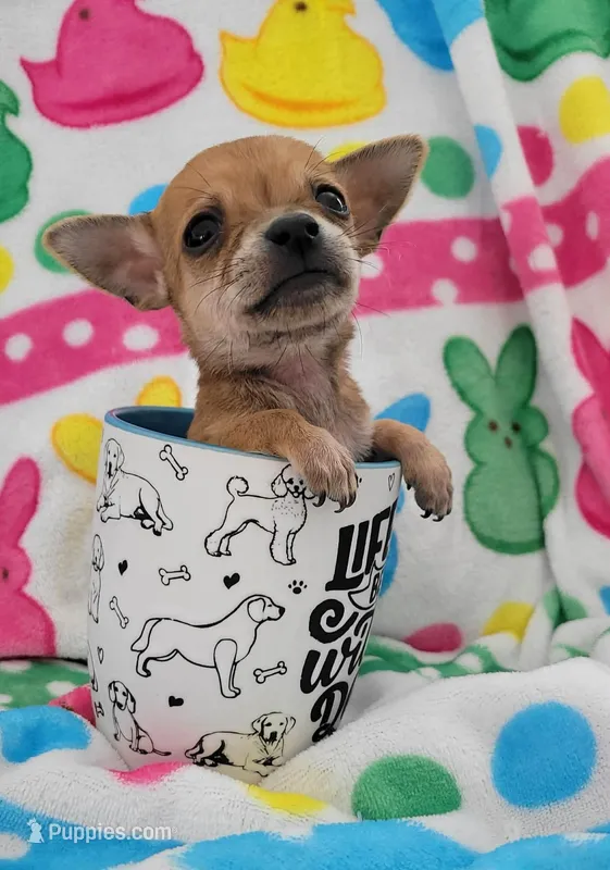 TEACUP LIL JERRY – Chihuahua puppy for sale in Dallas, TX
