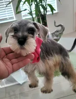 LEA , a female Miniature Schnauzer for sale in Fontana, CA – 3 of 4