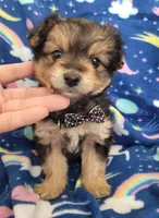 Benji, a male Pomapoo and Yorkipoo for sale in Dallas, TX – 4 of 8