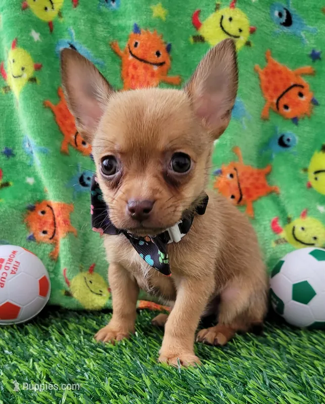 LIL TINY JERRY – Chihuahua puppy for sale in Dallas, TX