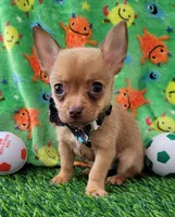 LIL TINY JERRY, a male Chihuahua for sale in Dallas, TX – 1 of 7