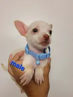 LIL TEACUP BARTOLITO, a male Chihuahua for sale in Dallas, TX – 9 of 10
