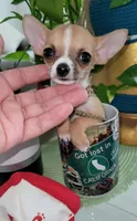 LIL TEACUP BANDIT, a male Chihuahua for sale in Katy, TX – 4 of 10