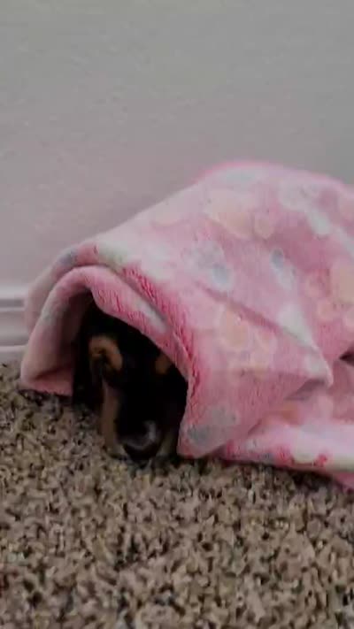 VILMA, a female Basset Hound for sale in Dallas, TX – 7 of 7