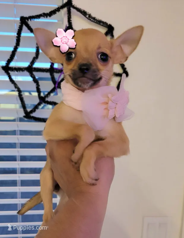 Rosy, a female Chihuahua for sale in Mesquite, TX – 1 of 3