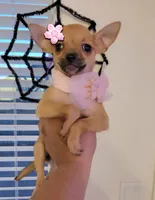 Rosy, a female Chihuahua for sale in Mesquite, TX – 1 of 3