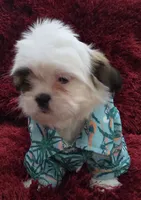 SHIHTZU COCO, a male Shih Tzu for sale in Albuquerque, NM – 6 of 8