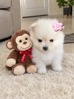 BEAR FACE BELLA, a female Pomeranian for sale in Arlington, TX – 1 of 1