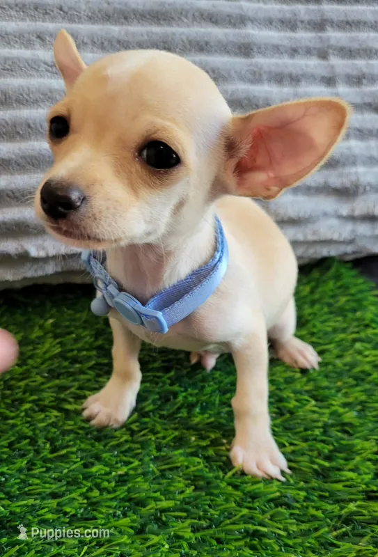 LIl MINITOY Messi  – Chihuahua puppy for sale in Dallas, TX