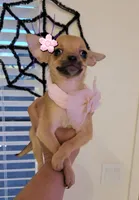 Rosy, a female Chihuahua for sale in Mesquite, TX – 2 of 3