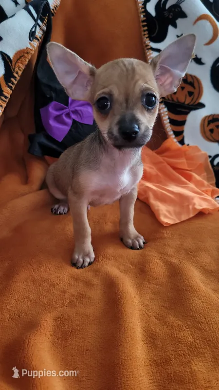 Jerry, a male Chihuahua for sale in Mesquite, TX – 1 of 5