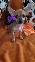 Jerry, a male Chihuahua for sale in Mesquite, TX – 1 of 5