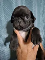 Molly, a female Pug for sale in Dallas, TX – Photo 2 of 2