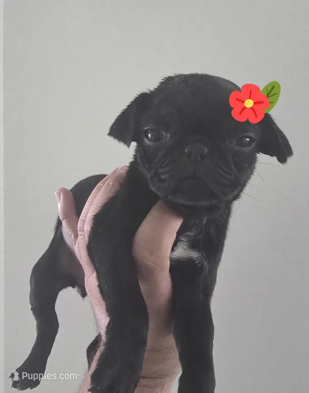 Molly – Pug puppy for sale in Dallas, TX