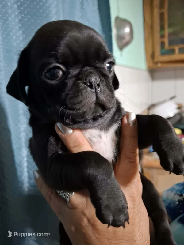 Molly – Pug puppy for sale in Dallas, TX