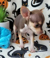 TEACUP SMITTY, a male Chihuahua for sale in Fontana, CA – 4 of 7