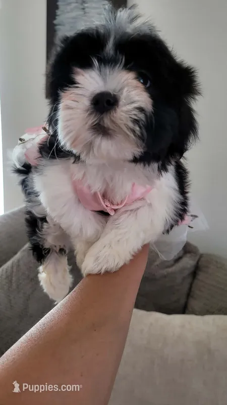 SASSY – Shih Tzu puppy for sale in Dallas, TX