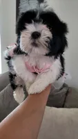 SASSY, a female Shih Tzu for sale in Dallas, TX – 1 of 4