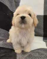 Benji, a male Maltipoo for sale in Santa Barbara, CA – 5 of 5