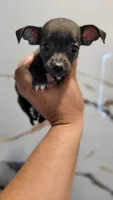 LIL TEACUP MITZI, a female Chihuahua for sale in Fontana, CA – 3 of 3