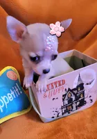 TeaCUP MITSI( DELIVERY AVAILABLE), a female Chihuahua for sale in Fontana, CA – 3 of 3