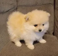 BEAR FACE BELLA, a female Pomeranian for sale in Modesto, CA – 3 of 4