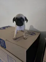 CHARLIE , a male Pug for sale in Dallas, TX – 1 of 4