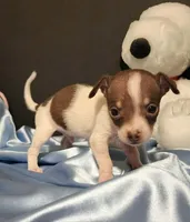 LIL TINY BANDIT, a male Chihuahua for sale in Moreno Valley, CA – 2 of 5