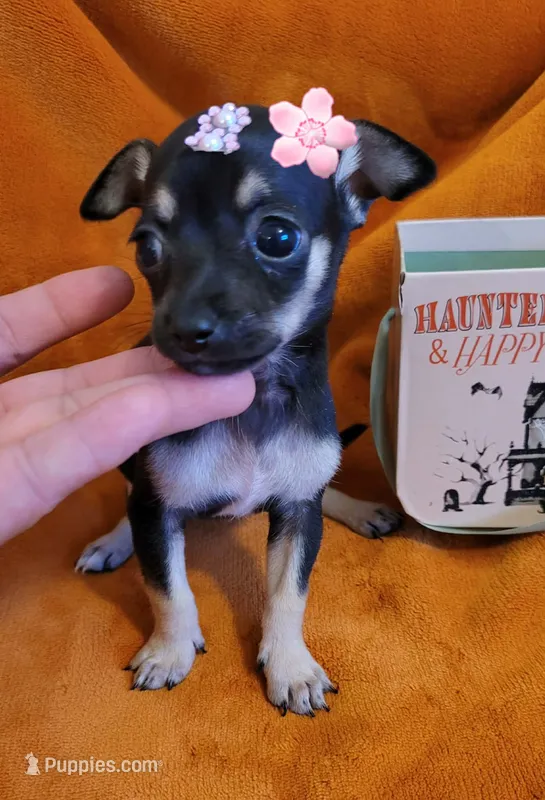 TEACU MOLLY – Chihuahua puppy for sale in Sacramento, CA