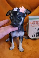 TEACU MOLLY, a female Chihuahua for sale in Fontana, CA – 1 of 4