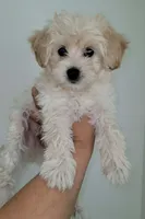 RUFO, a male Maltipoo for sale in Los Angeles, CA – 4 of 4