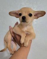 LIL TINY, a male Chihuahua for sale in Santa Barbara, CA – 2 of 3