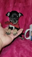 MUÑECO, a male Chihuahua for sale in Dallas, TX – 4 of 7