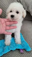 Benji, a male Maltipoo for sale in Rockwall, TX – 3 of 4