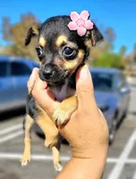 LIL TEACU RITA, a female Chihuahua for sale in Aurora, MO – 2 of 2