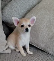 LOBITO THE LIL APPLEHEAD , a male Chihuahua for sale in Moreno Valley, CA – 2 of 10
